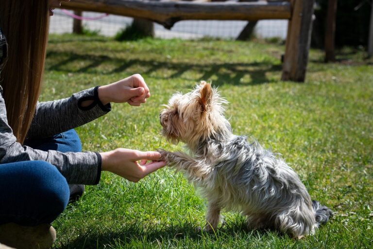 dresser son chien : le langage du chien Pelousey, Besançon