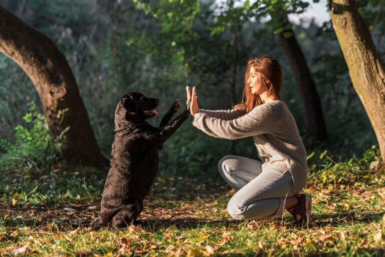 dressage chien mamirolle : chien donnant deux high five à sa maitresse dans un parc