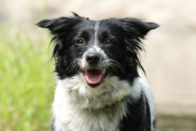 heureux chien à besançon et pelousey