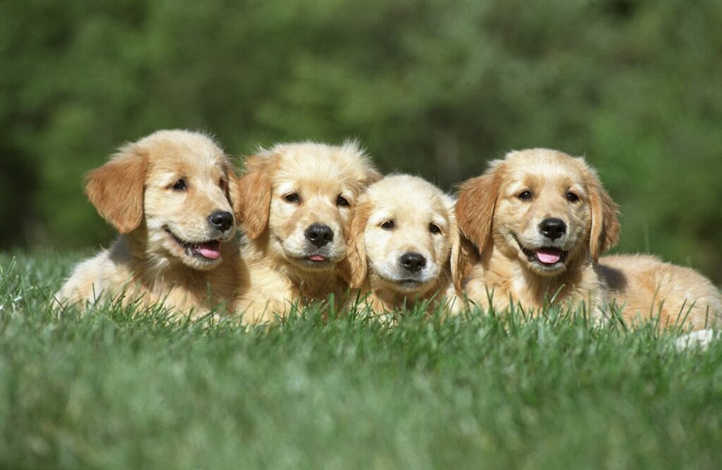 chiots golden retrievers dans un parc à besançon vers pelousey et mamirolles