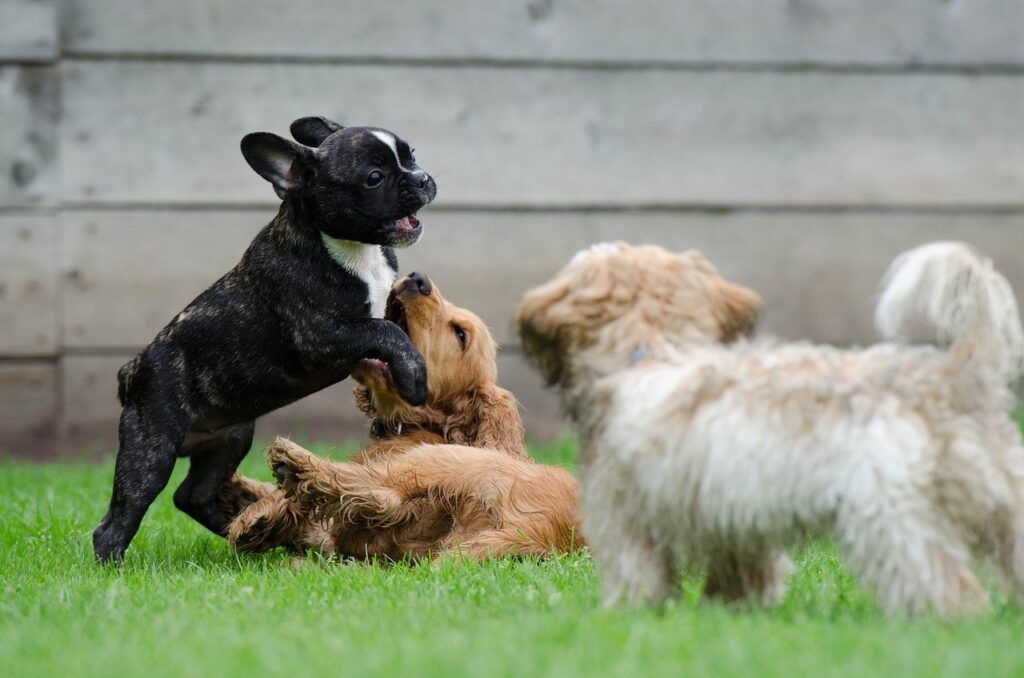 sensibilisation, sociabilisation : chiots en session de jeu en groupe
