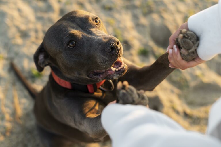 conseils comportement chien les auxons