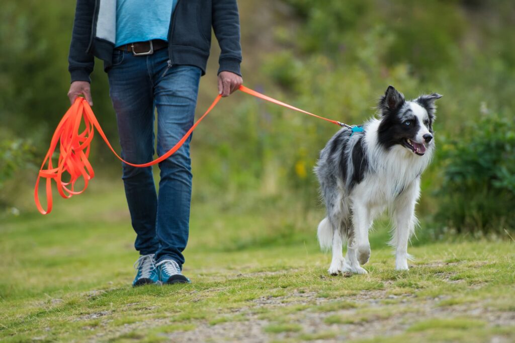 promenade chien besançon