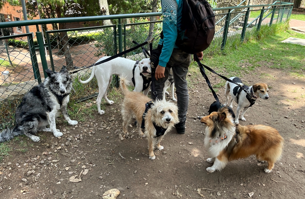 dogsitter en promenade collective